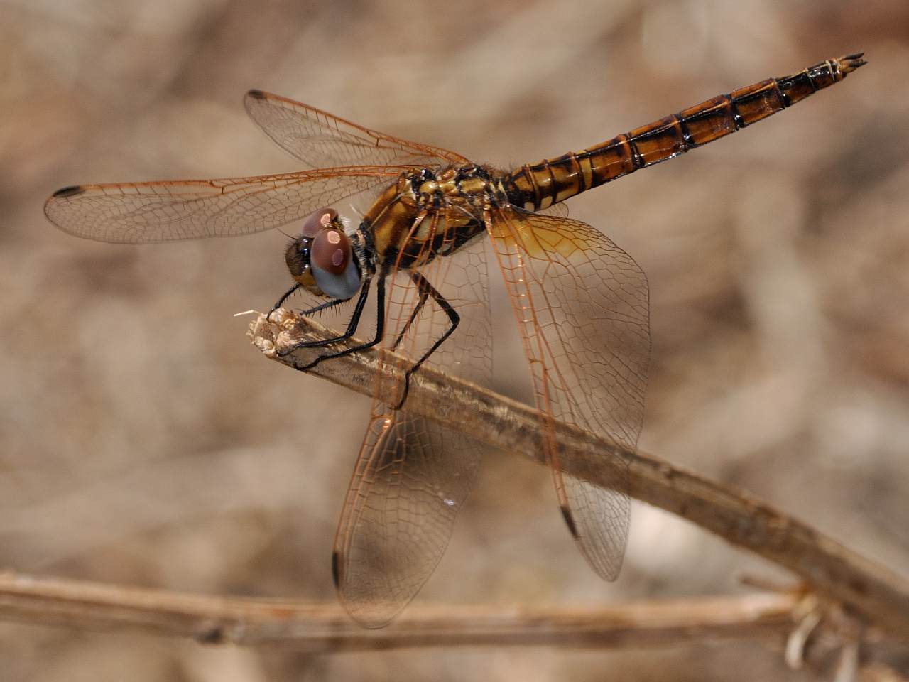 ID Libellula N.1